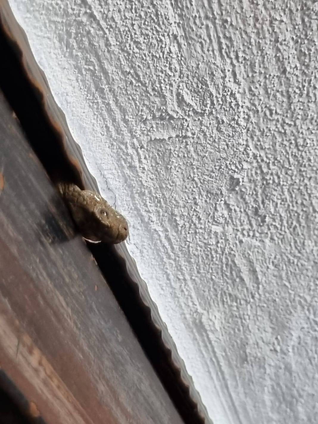 O kentte evlerden yılan fışkırıyor! İtfaiye ekipleri yoğun 'yılan' mesaisi yapıyor 3